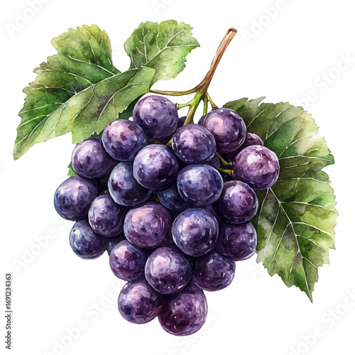 Grape, watercolor drawing vector, isolated on a white background.