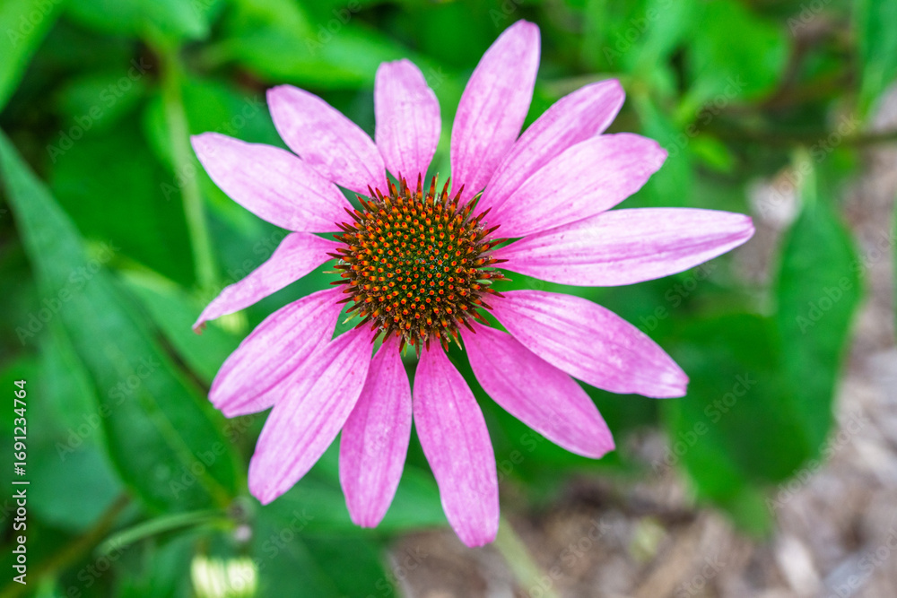 Obraz premium Pink flower with a yellow center