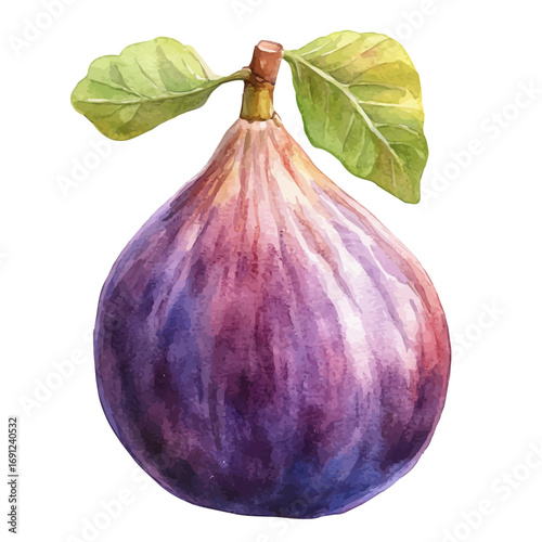Fig, watercolor painting vector, isolated on a white background.