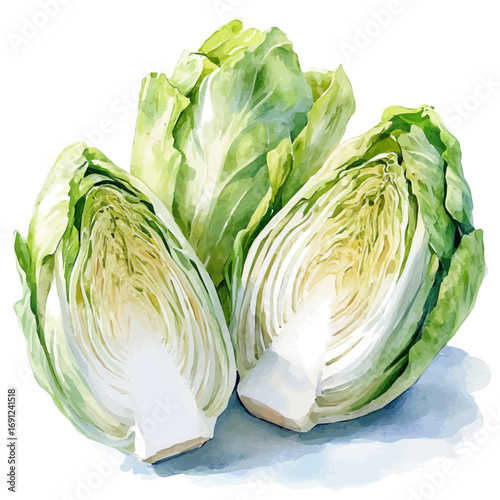 watercolor of Endive, vector, isolated on a white background.
