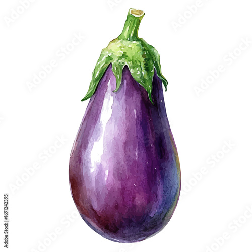 Eggplant, watercolor clipart vector, isolated on a white background.