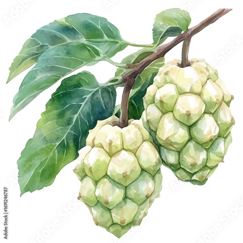 Custard Apple, watercolor drawing vector, isolated on a white background.