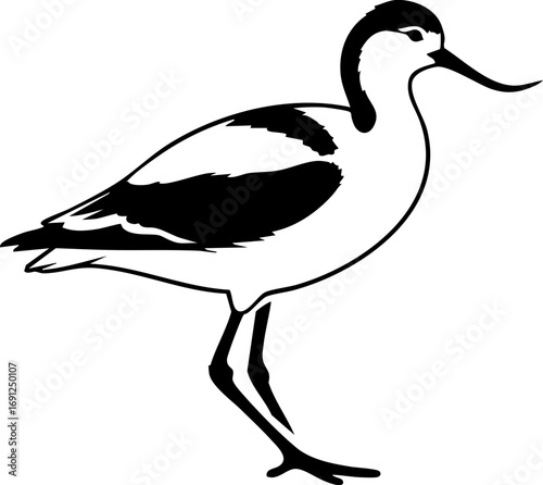 Elegant avocet bird silhouette with striking markings, perfect for nature and wildlife designs