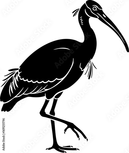 Elegant ibis silhouette with distinctive curved beak gracefully walking, capturing natural beauty and wildlife