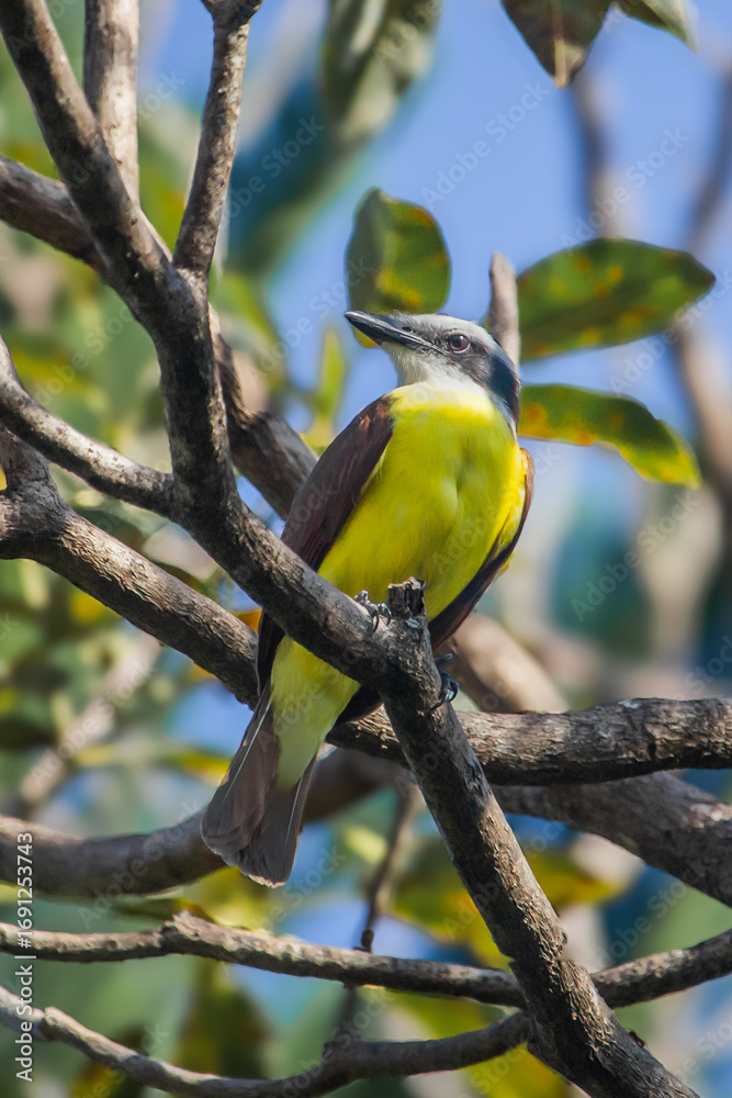 Fototapeta premium Great Kiskadee Bird on Tree in Costa Rica