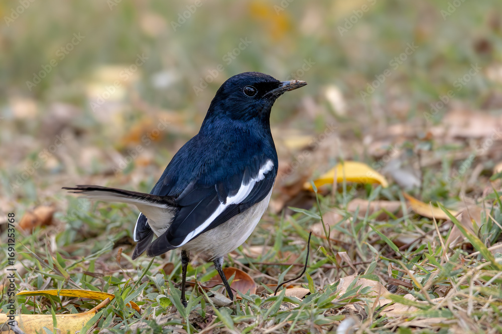 Fototapeta premium Oriental magpie-robin in Sukhothai Thailand