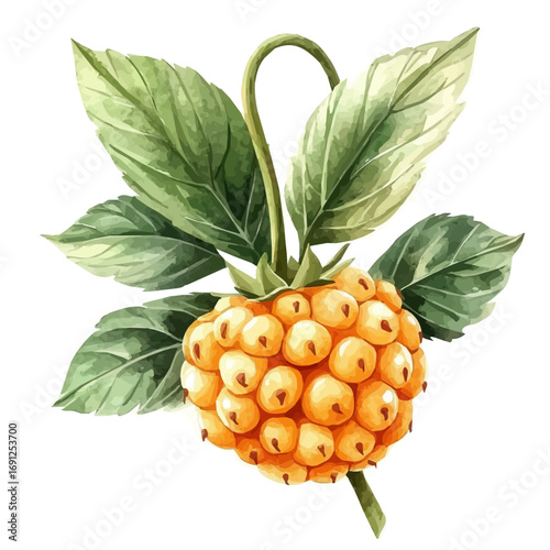Cloudberry, watercolor clipart vector, isolated on a white background.
