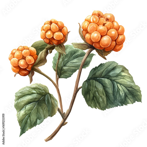 watercolor of Cloudberry, vector, isolated on a white background.