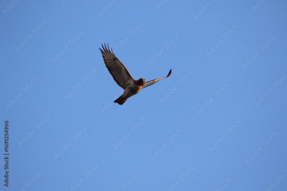 Fototapeta premium red tailed hawk bird in flight 