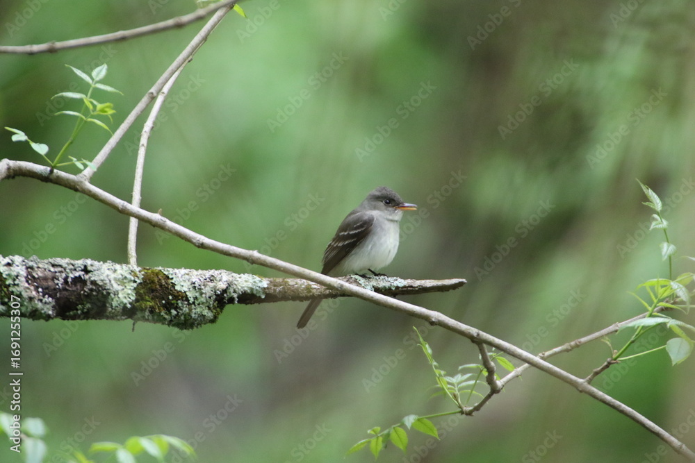 Fototapeta premium eastern wood pewee bird in its natural landscape 