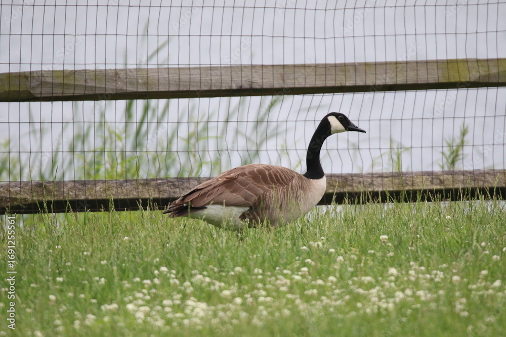 Fototapeta premium canada goose bird with her goslings 