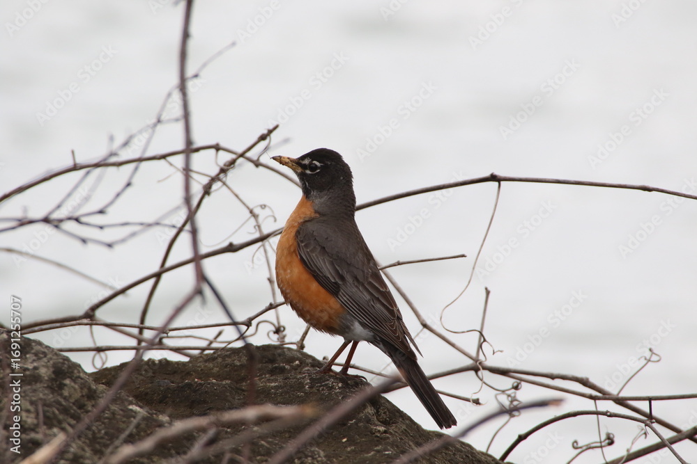 Naklejka premium american robin bird in its natural landscape 