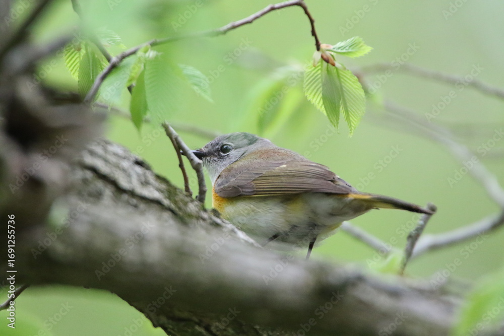 Obraz premium American redstart bird in its natural landscape 