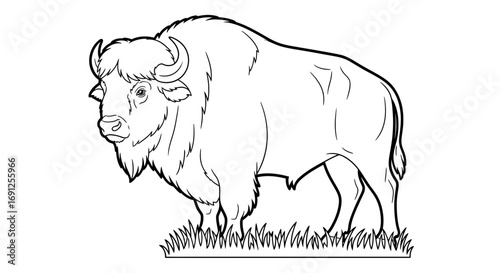 Line drawing of a bison standing on grass isolated on white background.