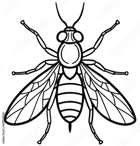 Fly close-up vector illustration of insect on white background