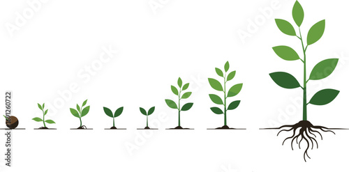 Plant growth stages, seed to mature plant, sprouting seedling, green leaves development, root system, gardening, agriculture, natural growth process
