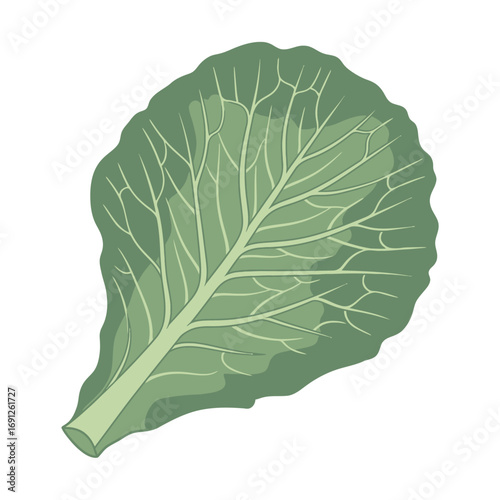 Single Green Cabbage Leaf Illustration