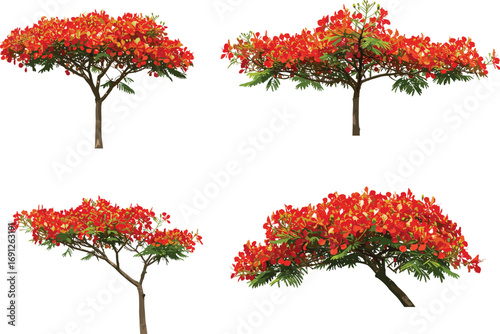 Royal Poinciana tree with vibrant red orange flowers, tropical flowering tree landscape, exotic garden plant, summer bloom, ornamental nature scene