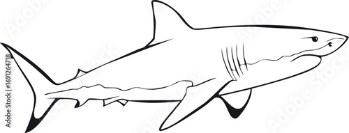 Shark vector hand drawn line art in nature, shark outline in minimalist black — stock vector