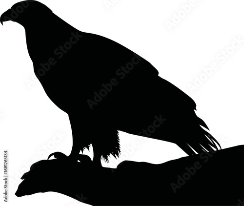 Eagle vector hand drawn in nature, eagle silhouette perched on branch — stock vector