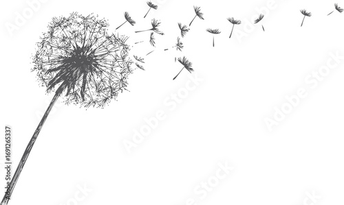 Dandelion vector sketch hand drawn line art in nature, dandelion seeds blowing in wind — stock vector