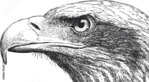 Eagle vector sketch hand drawn line art in nature, eagle head detailed black and white — stock vector