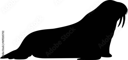 Walrus vector hand drawn line art in nature, walrus silhouette in flat minimal style — stock vector