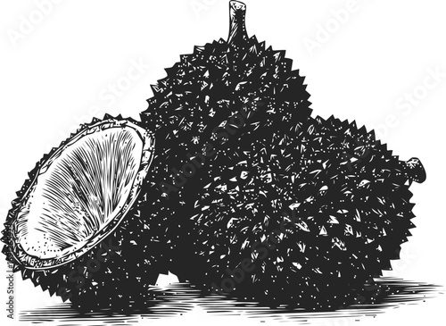 Durian vector sketch hand drawn line art in nature, durian fruit vintage engraving style black — stock vector