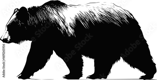 Grizzly vector hand drawn line art in nature, grizzly bear silhouette in engraving style — stock vector