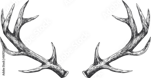 Deer vector hand drawn line art in nature, deer antlers in vintage engraving style — stock vector