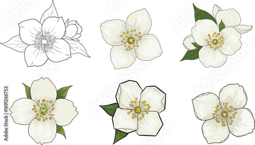 White jasmine flower vector illustration set with green leaves, hand drawn botanical design elements for floral decor, spa, and wedding themes.