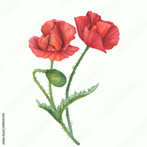 Red common poppy flowers with leaves (Papaver rhoeas, corn poppy). Floral botanical greeting card. Hand drawn watercolor painting illustration isolated on white background.