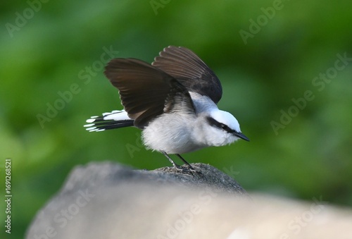 Wallpaper Mural Uma linda lavadeira mascarada na ponte do lago do jardim do Museu da República - Catete - RJ Torontodigital.ca