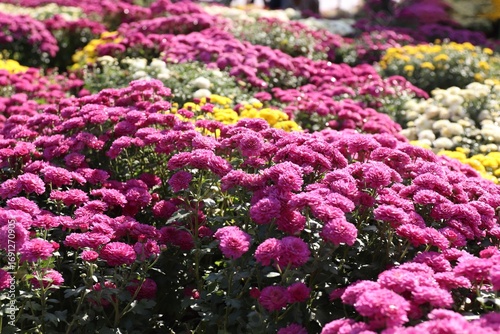 Pink chrysanthemums in a large floral composition — vibrant seasonal flowers for autumn bouquets, festive decor and floral design