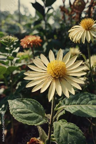 yellow chrysanthemum flowers
