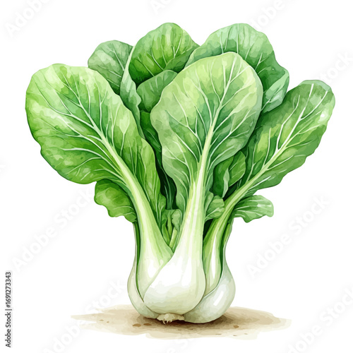 Bok Choy, watercolor drawing vector, isolated on a white background.
