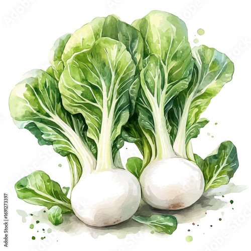 Bok Choy, watercolor vector, isolated on a white background.