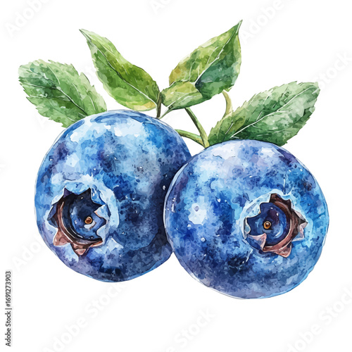 Blueberry, watercolor painting vector, isolated on a white background.