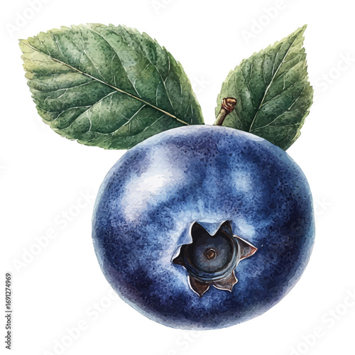 watercolor of Blueberry, vector, isolated on a white background.