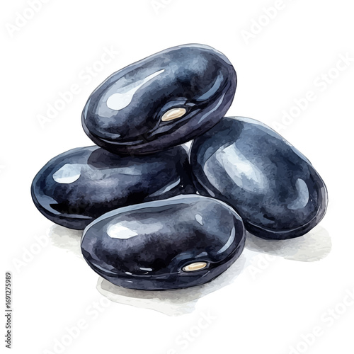 watercolor of Black Beans, vector, isolated on a white background.