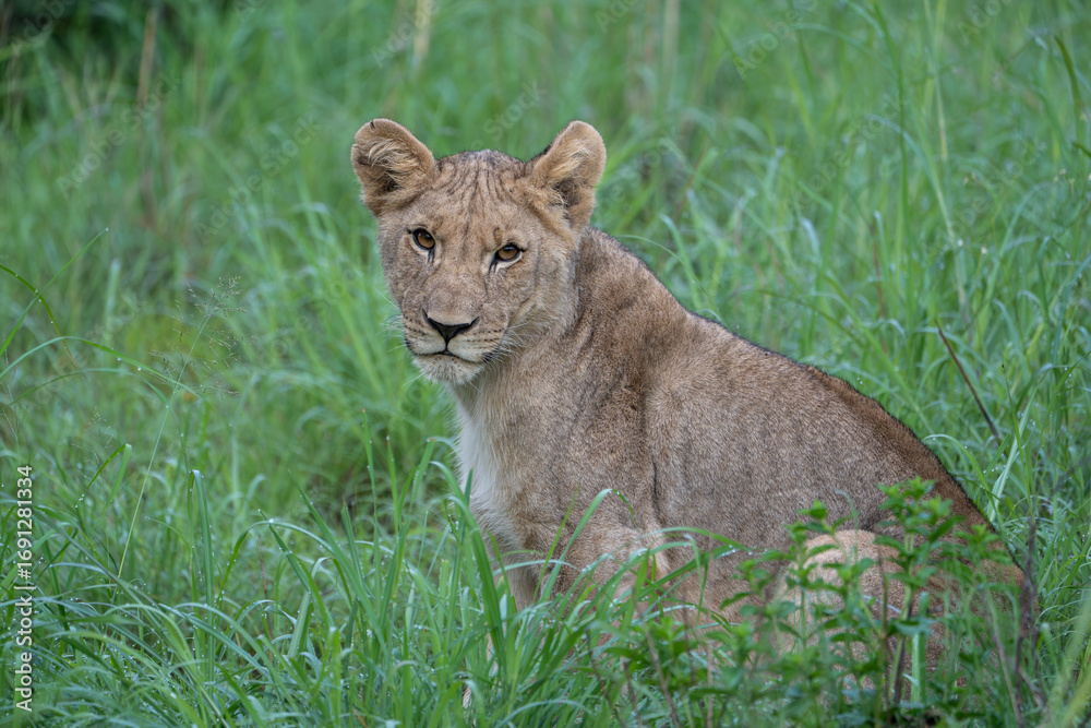 Obraz premium Lion sighting on safari in Pilanesberg National Park, South Africa. In search of the Big 5.
