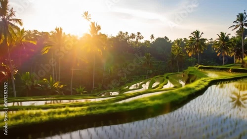 Stunning Rice Terraces and Palm Trees at Sunset