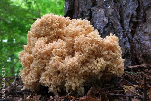 Sparassis crispa, known as cauliflower mushroom. It is not only an edible mushroom, but also a well-known medicinal mushroom.