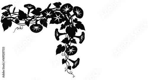 Elegant black silhouette of morning glory vines with blooming flowers and leaves, creating a decorative border on a white background.