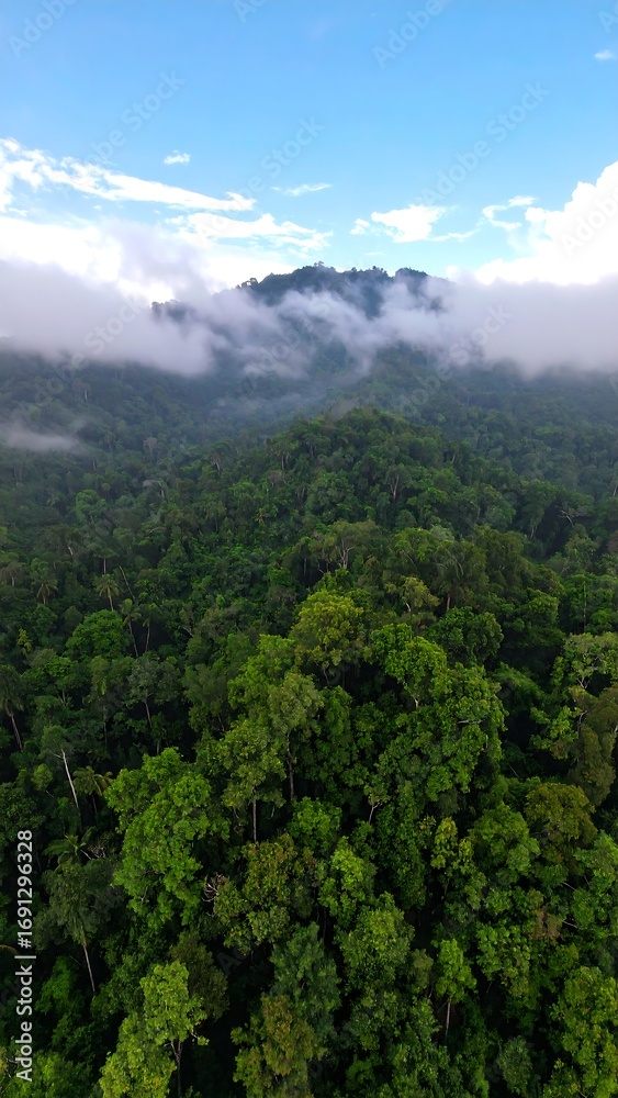 Naklejka premium Lush green forest landscape, misty mountains