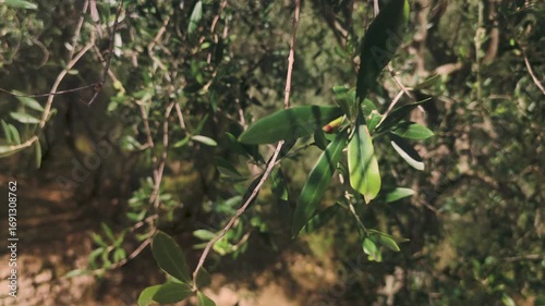 Close Up of Olive Tree Branches in Ligurian Countryside