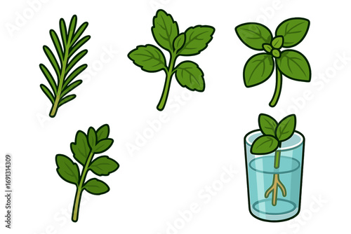 Herb propagation icon set showing rooting plant cuttings in water. Growing rosemary, mint, basil, parsley from a stem. Vector cartoon illustration of plant growth from a cutting.