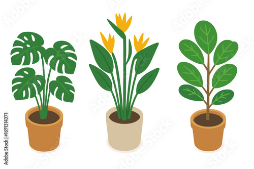 Indoor plant icon set in isometric style. Vector collection of tropical potted house plants: Monstera Deliciosa, Bird of Paradise, Fiddle Leaf Fig. Flat cartoon illustration.