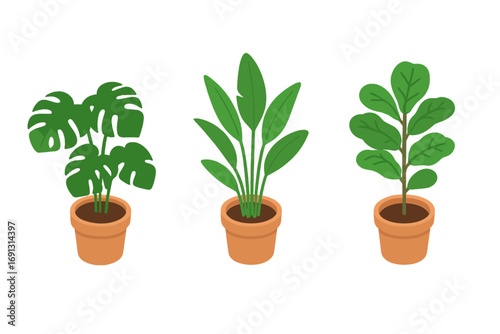 Indoor plant set in isometric view. Vector icon collection of tropical potted plants: monstera deliciosa, bird of paradise, fiddle leaf fig. Houseplant flat cartoon illustration.