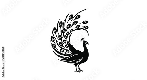 Elegant black peacock with fanned tail feathers on white background
